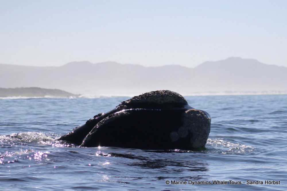Southern right whale, whale watching, gansbaai, south africa,