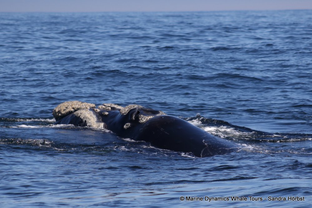 Southern right whale, whale watching, gansbaai, south africa,