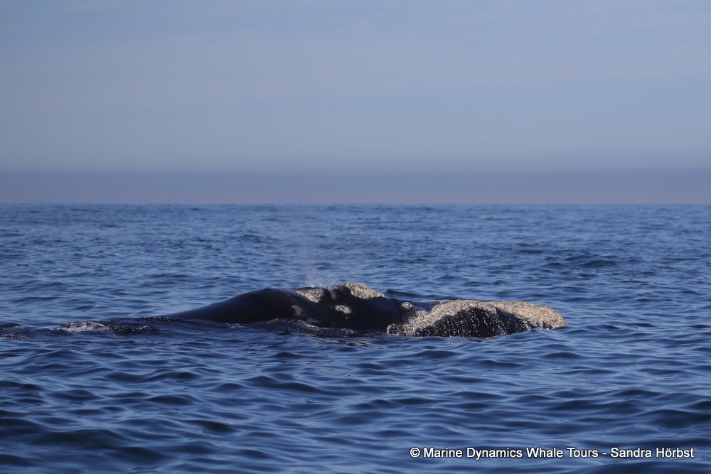 Southern right whale, whale watching, gansbaai, south africa,
