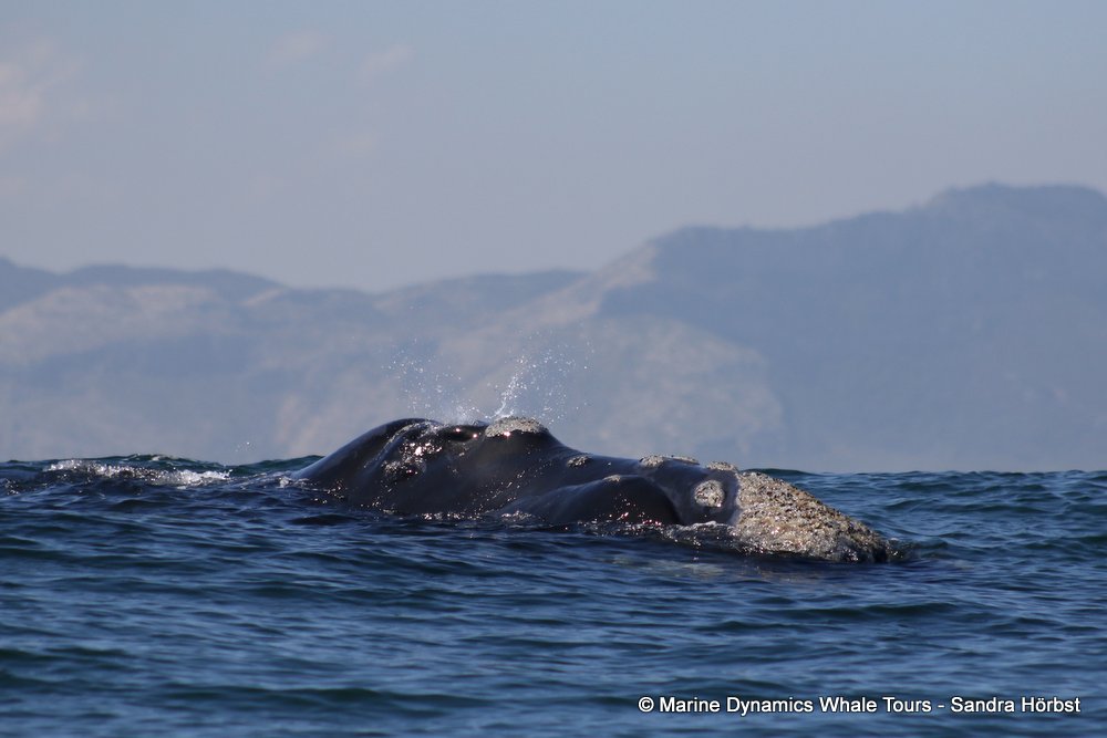 Southern right whale, whale watching, gansbaai, south africa,