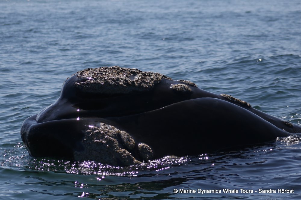 Southern right whale, whale watching, gansbaai, south africa,