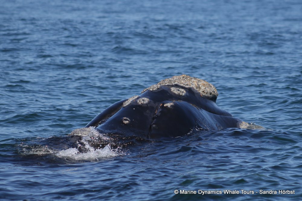 Southern right whale, whale watching, gansbaai, south africa,