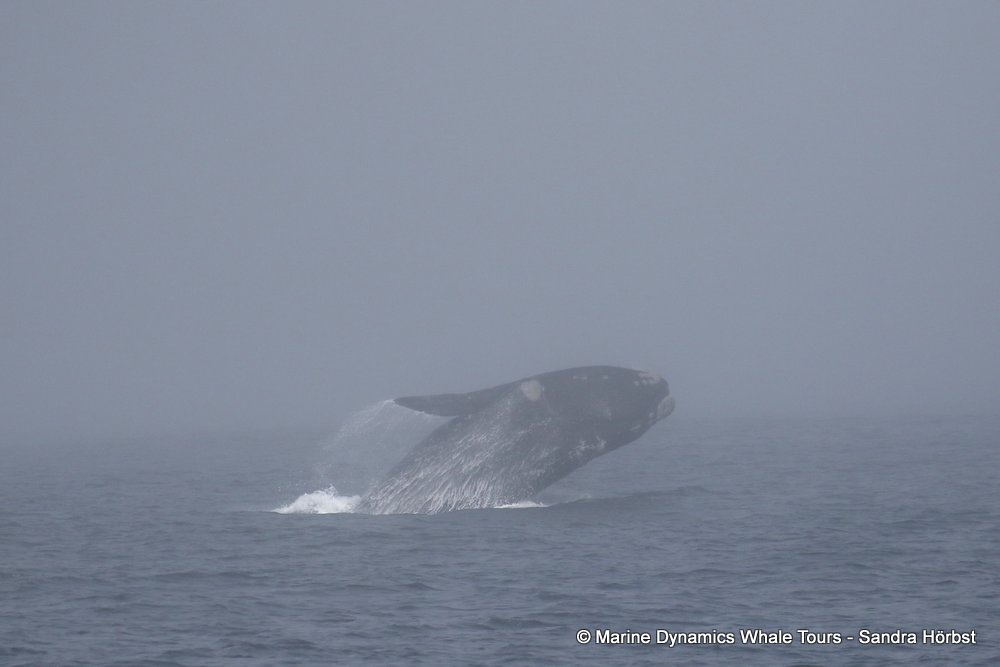 Southern right whale, whale watching, gansbaai, south africa,
