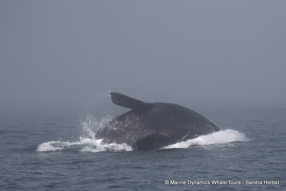 Southern right whale, whale watching, gansbaai, south africa,