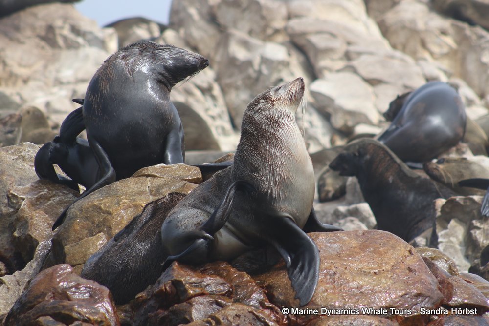 cape fur seal, whale watching, gansbaai, south africa