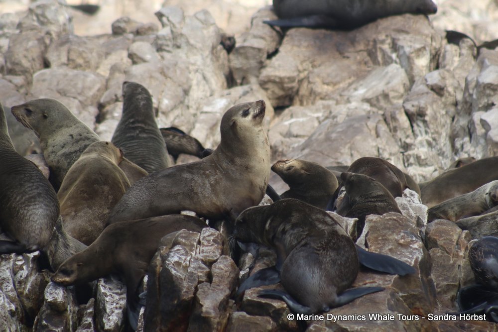 cape fur seal, whale watching, gansbaai, south africa