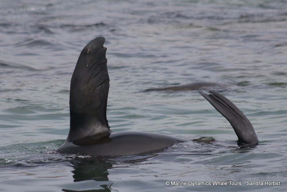 cape fur seal, whale watching, gansbaai, south africa
