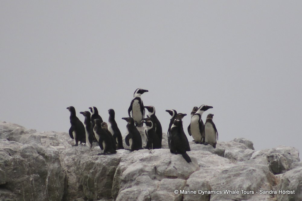 penguins, whale watching, gansbaai, south africa,