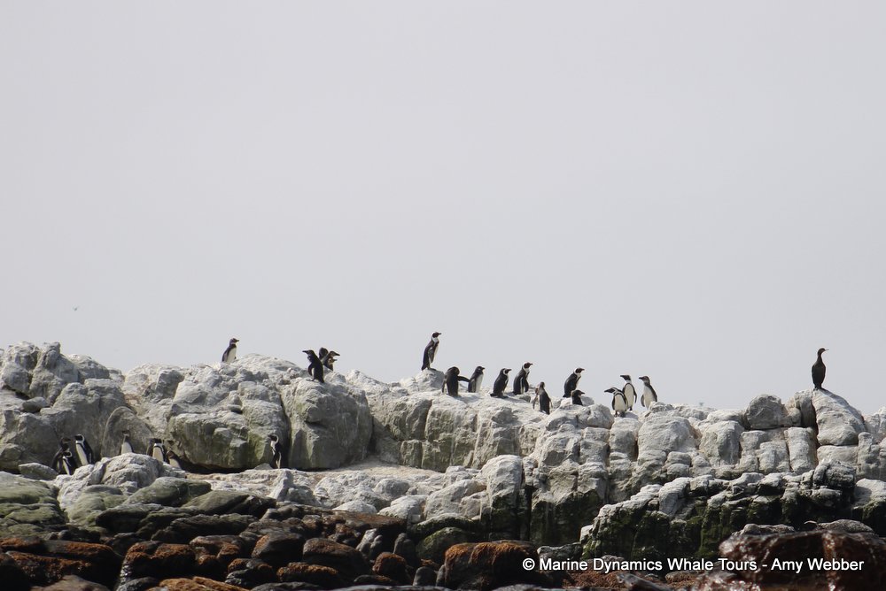 penguins, whale watching, gansbaai, south africa,