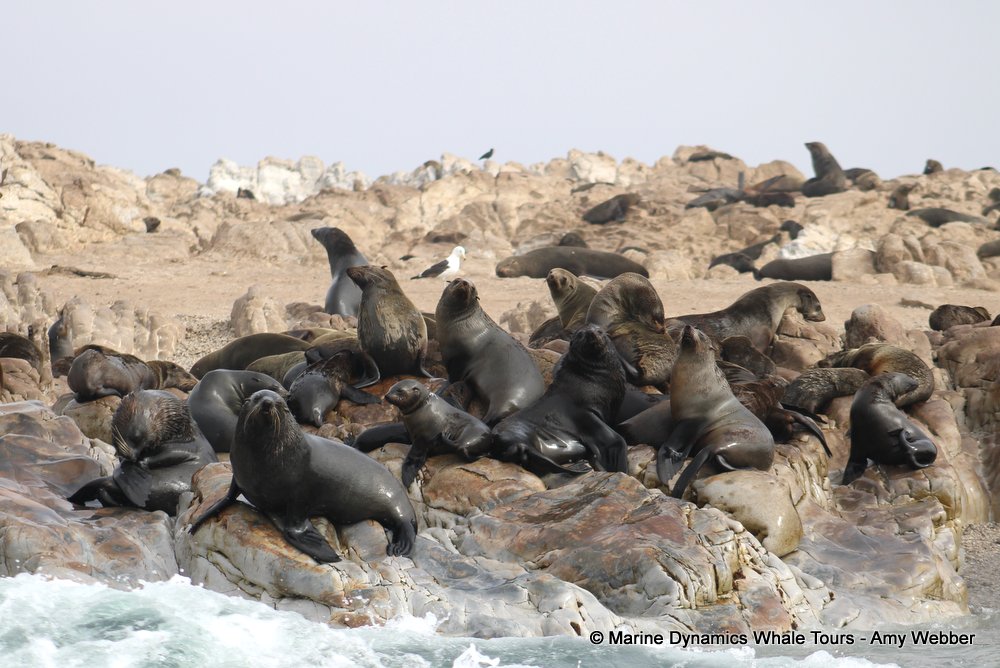 cape fur seal, whale watching, gansbaai, south africa