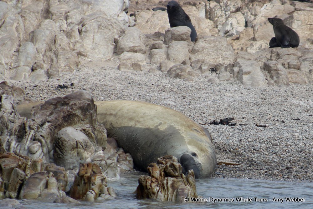 elephant seal, whale watching, gansbaai, south africa