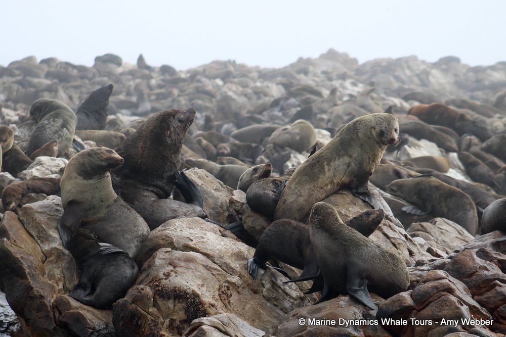 cape fur seal, whale watching, gansbaai, south africa