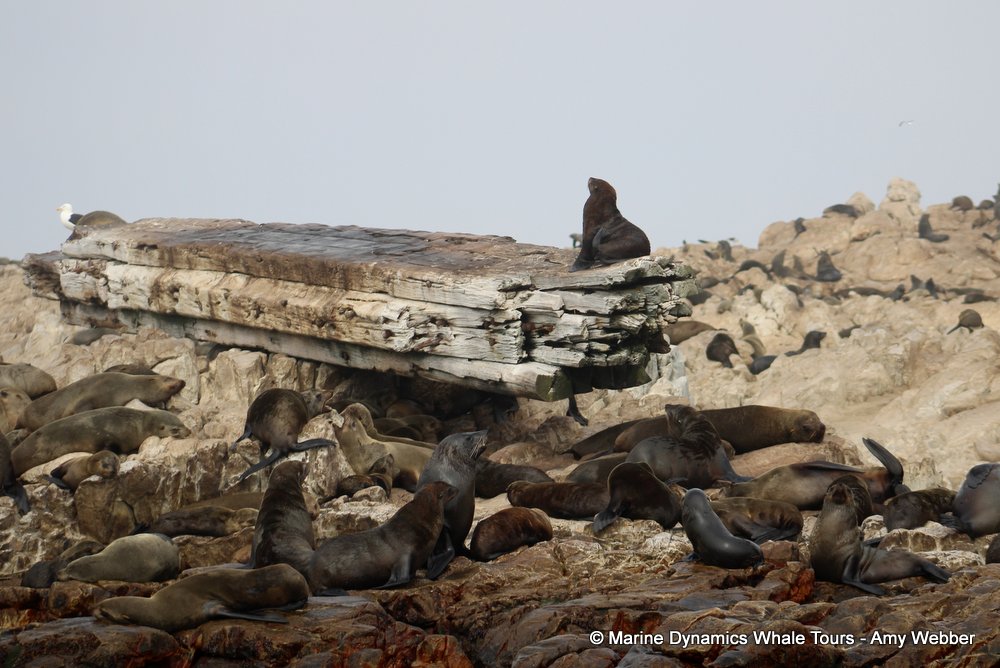 cape fur seal, whale watching, gansbaai, south africa