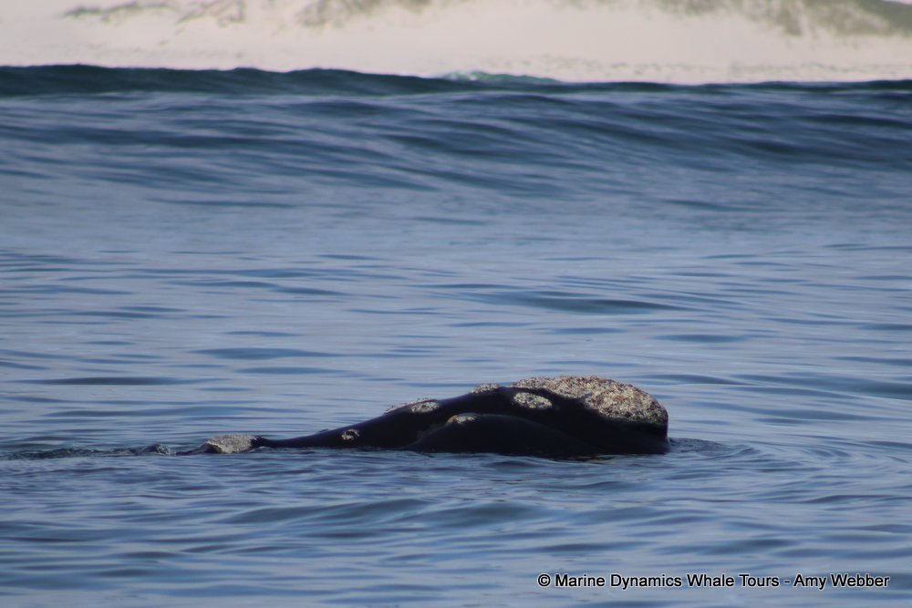 Southern right whale, whale watching, gansbaai, south africa,