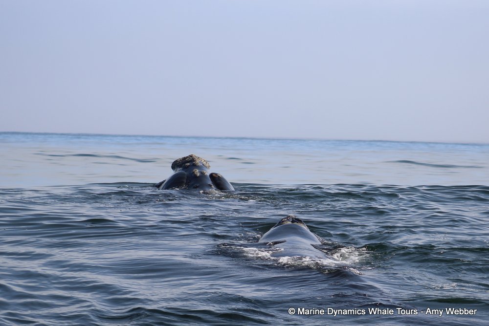 Southern right whale, whale watching, gansbaai, south africa,