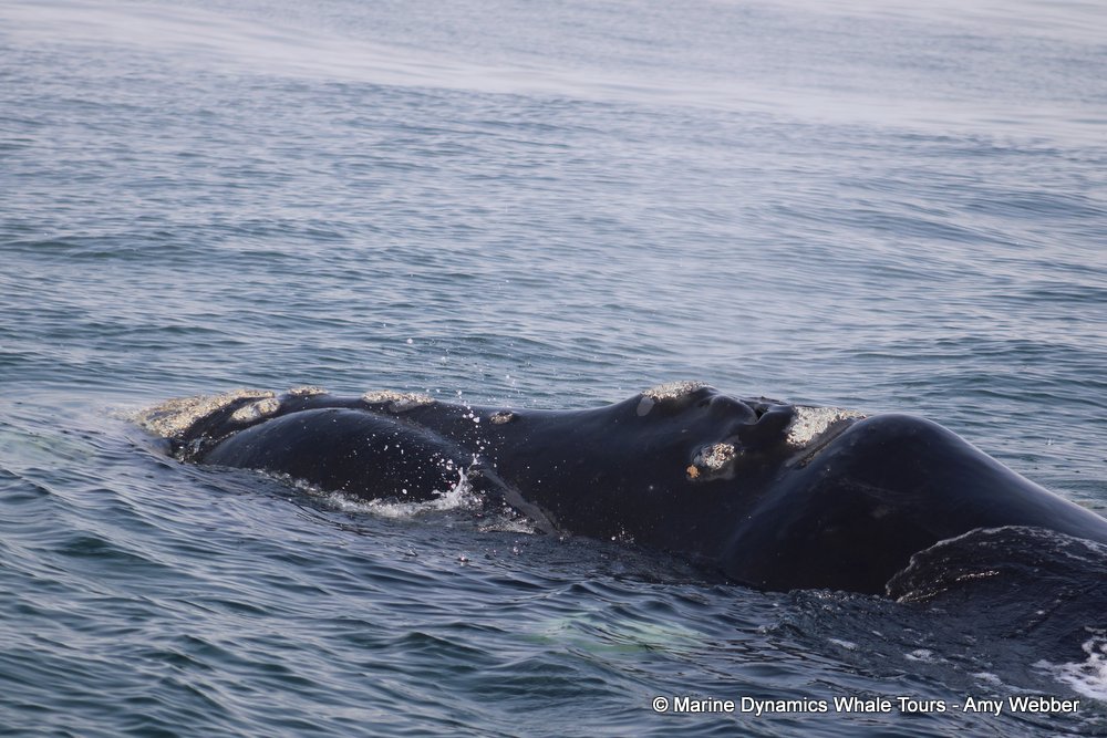 Southern right whale, whale watching, gansbaai, south africa,