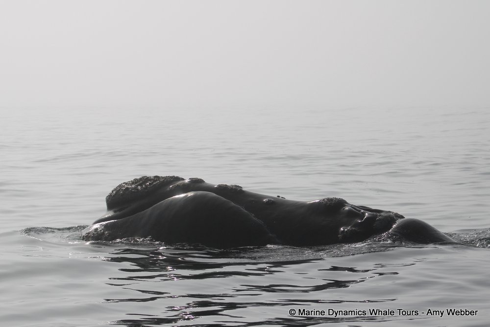Southern right whale, whale watching, gansbaai, south africa,