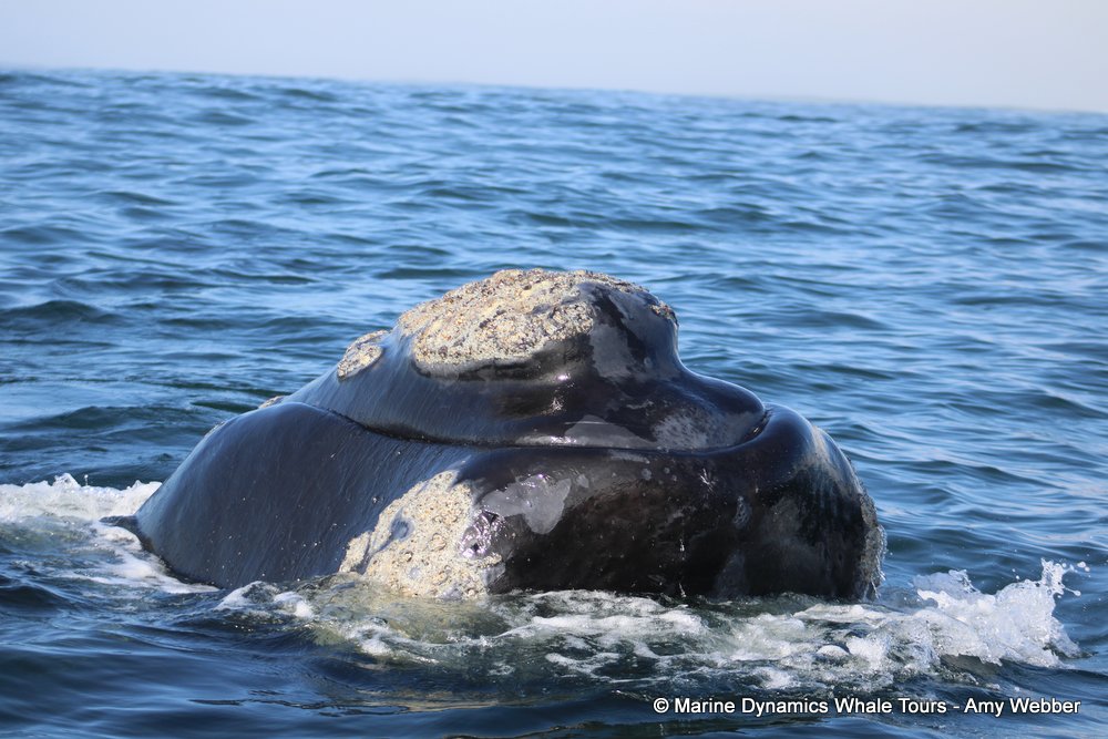 Southern right whale, whale watching, gansbaai, south africa,