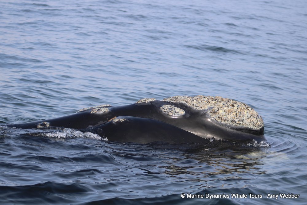 Southern right whale, whale watching, gansbaai, south africa,