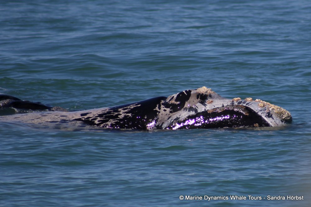 Southern right whale, whale watching, gansbaai, south africa,