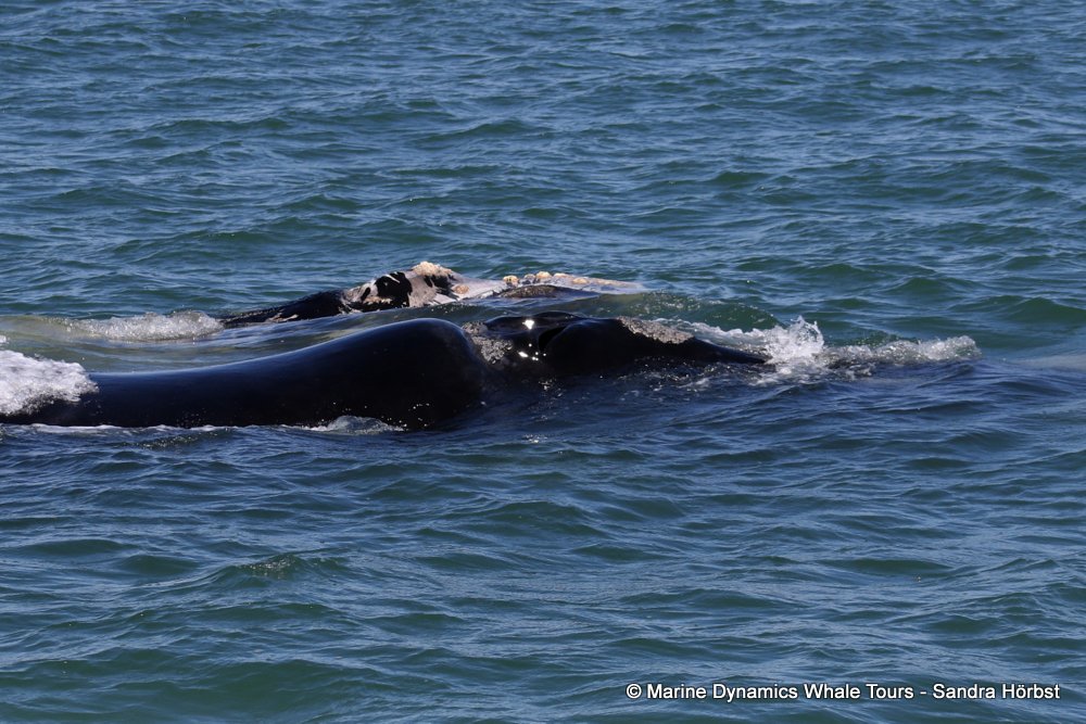 Southern right whale, whale watching, gansbaai, south africa,