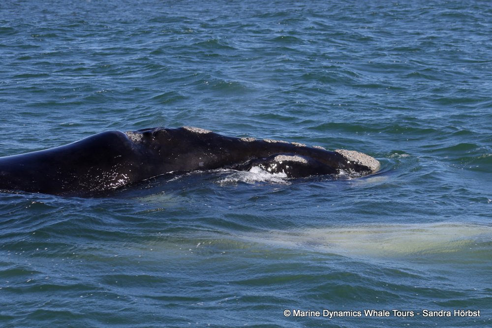 Southern right whale, whale watching, gansbaai, south africa,