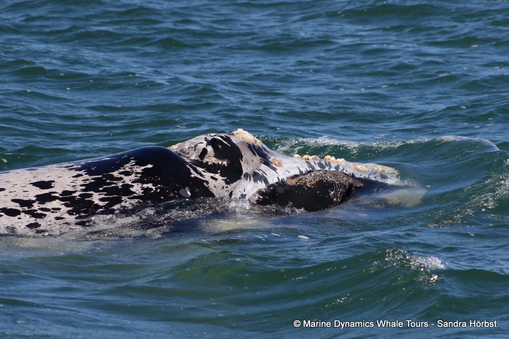 Southern right whale, whale watching, gansbaai, south africa,