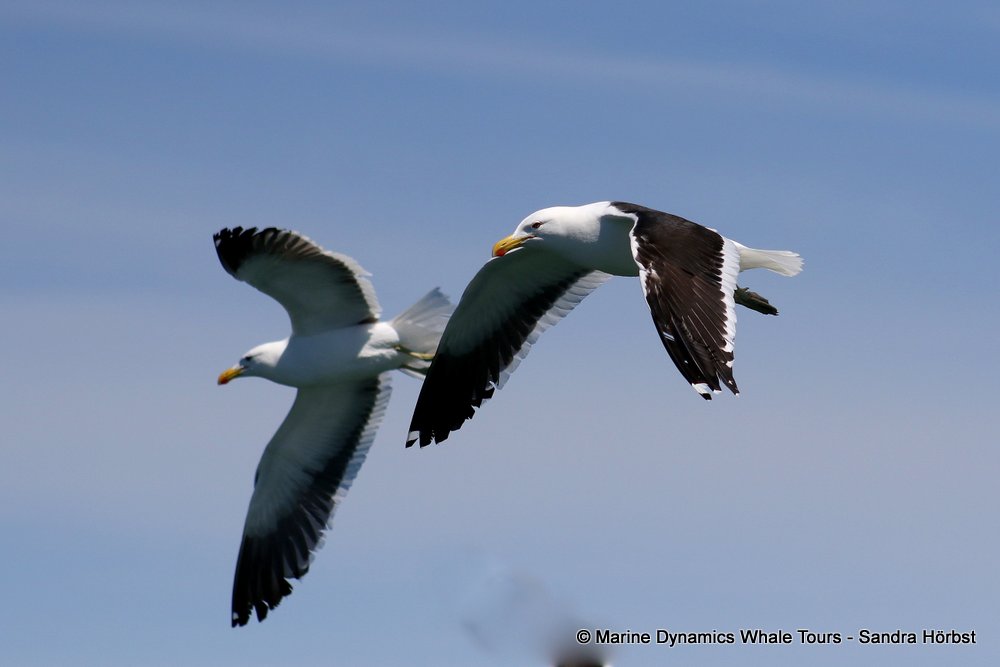 gull, whale watching, gansbaai, south africa,