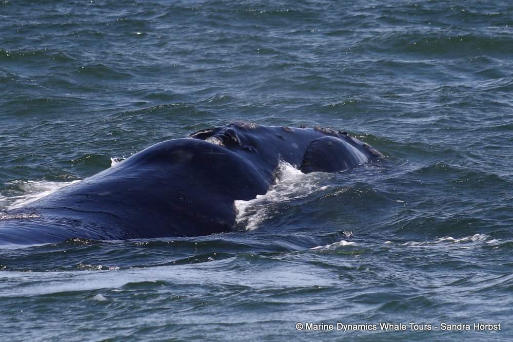 Southern right whale, whale watching, gansbaai, south africa,
