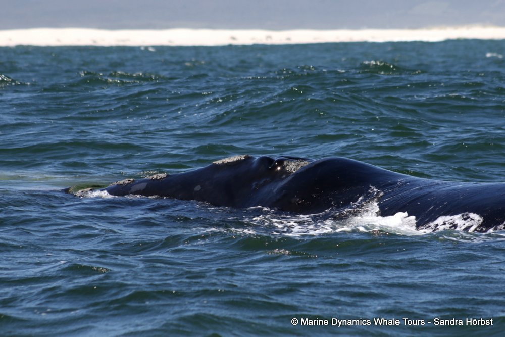 Southern right whale, whale watching, gansbaai, south africa,