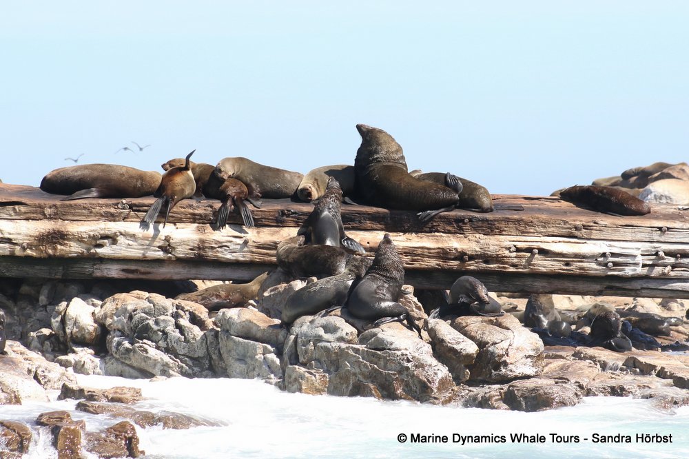 cape fur seal, whale watching, gansbaai, south africa