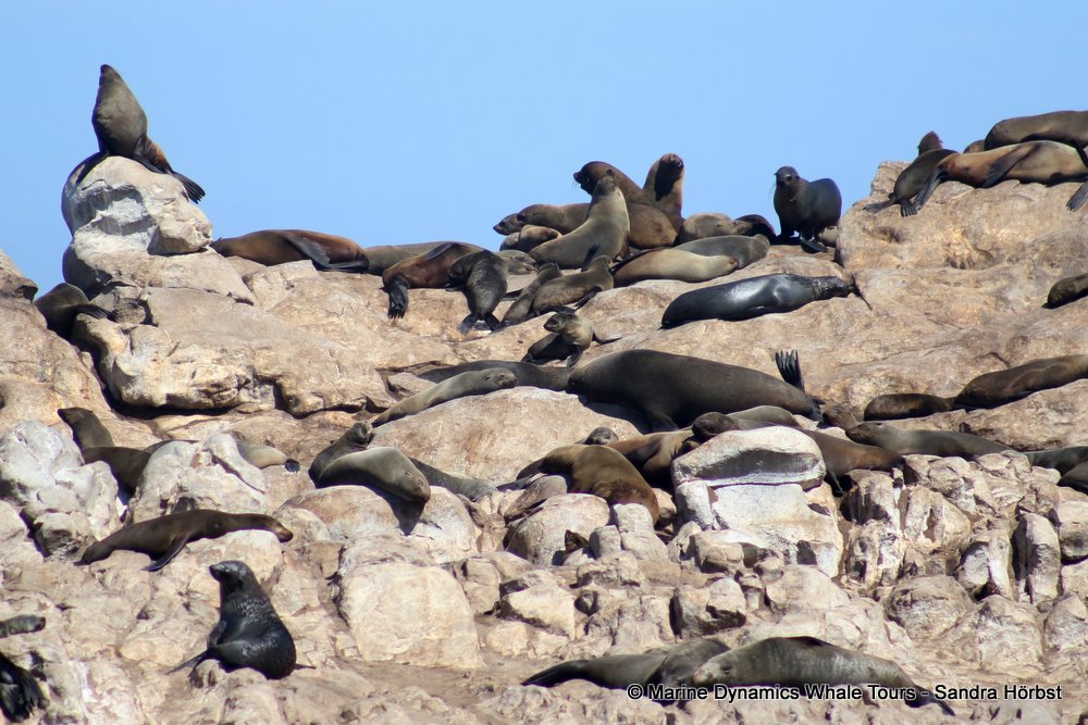 cape fur seal, whale watching, gansbaai, south africa
