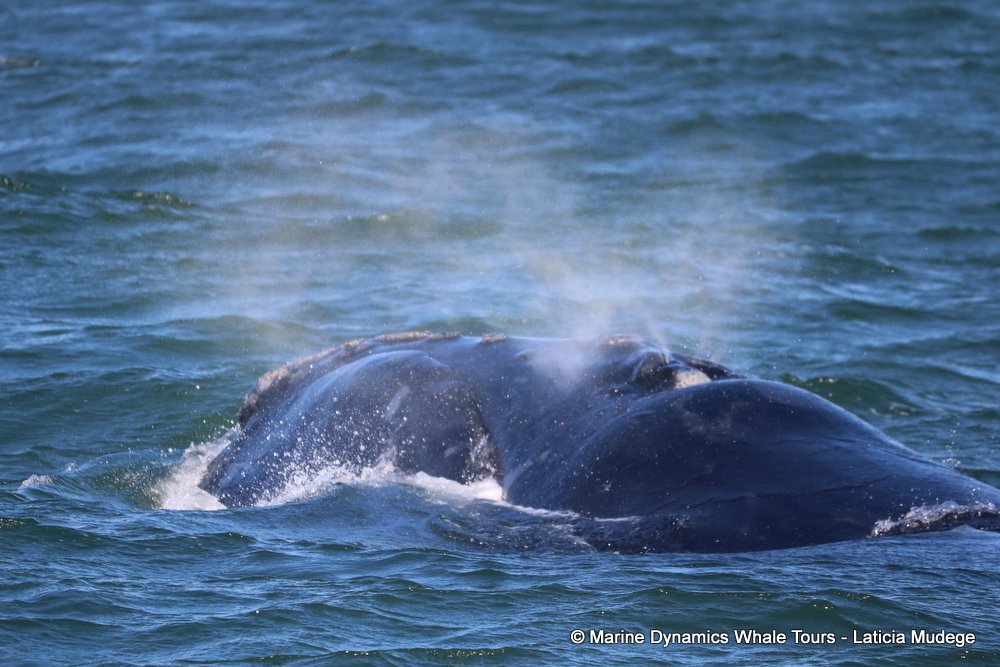 Southern right whale, whale watching, gansbaai, south africa,