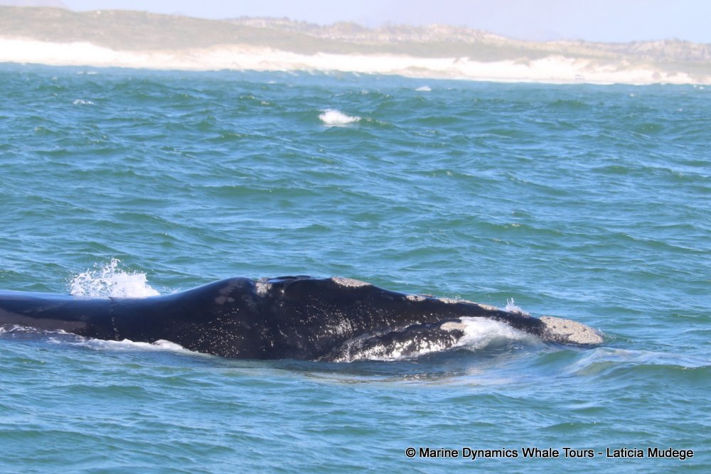 Southern right whale, whale watching, gansbaai, south africa,