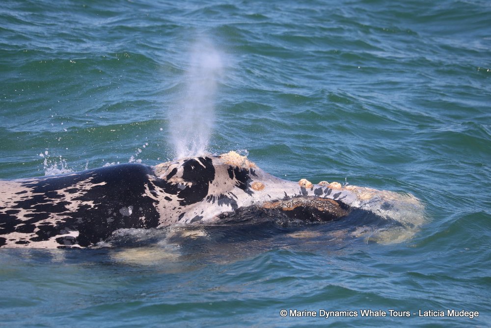 Southern right whale, whale watching, gansbaai, south africa,