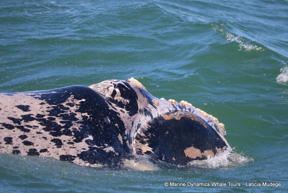 Southern right whale, whale watching, gansbaai, south africa,