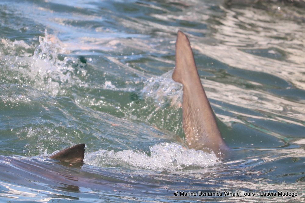 bronze whaler shark, whale watching, gansbaai, south africa,