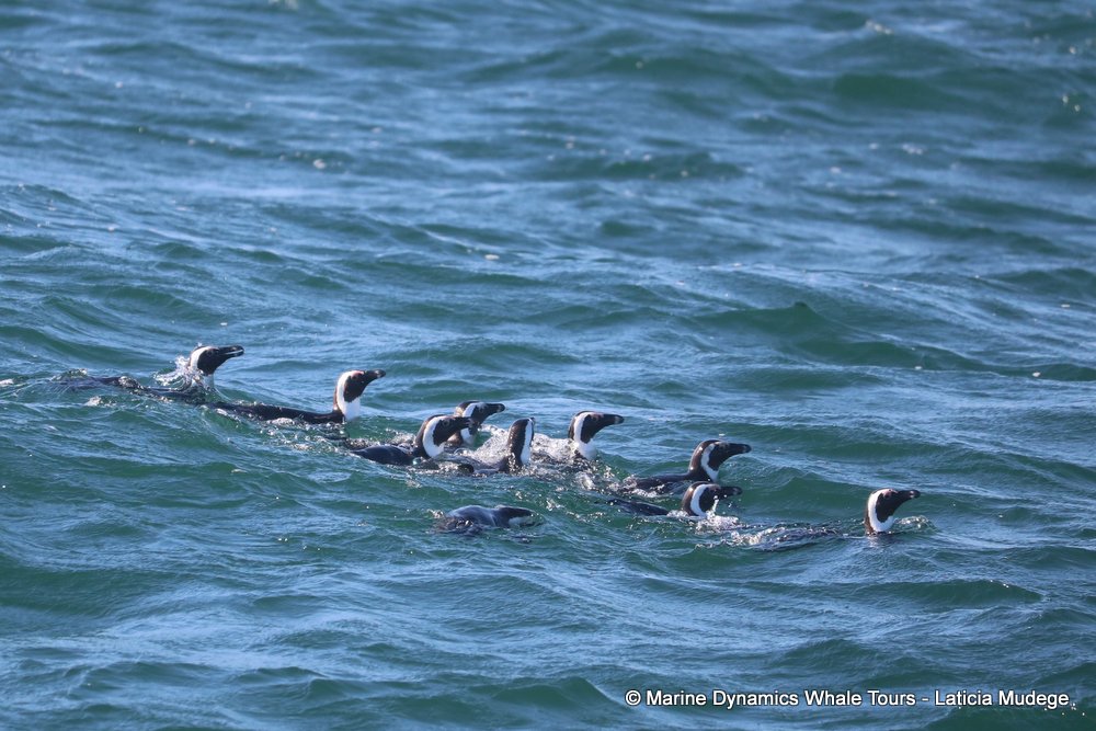penguins, whale watching, gansbaai, south africa,