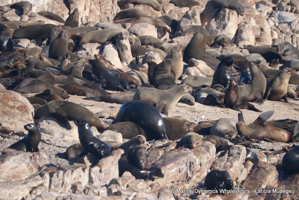 cape fur seal, whale watching, gansbaai, south africa