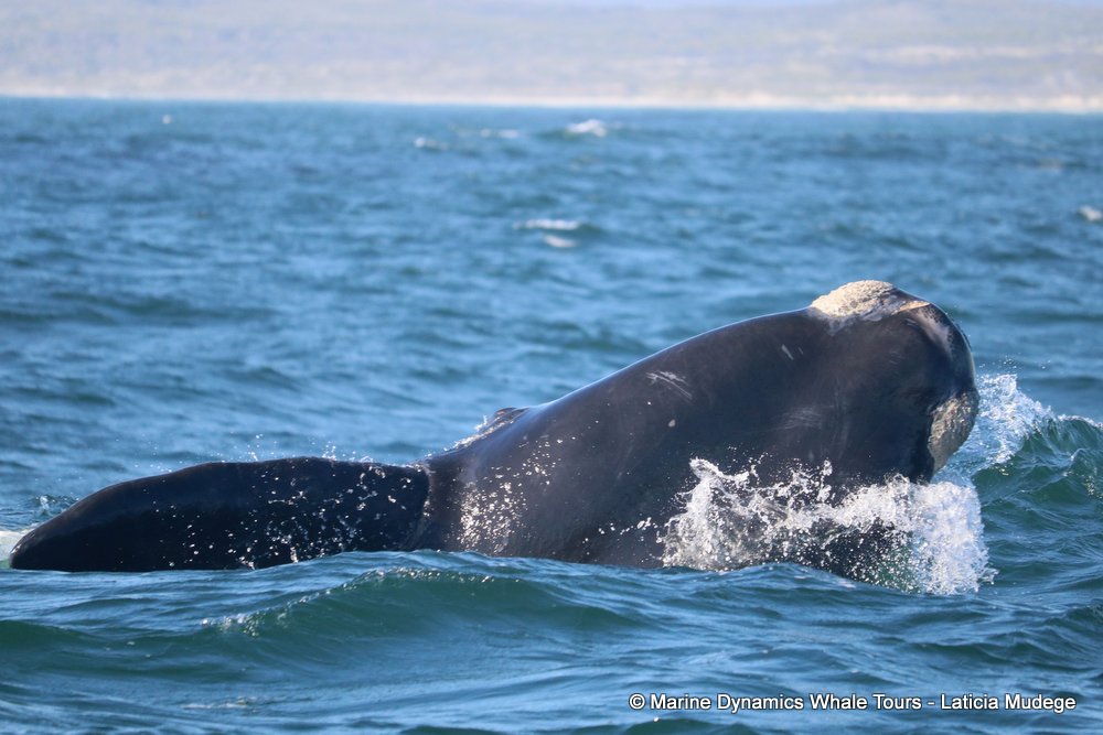 Southern right whale, whale watching, gansbaai, south africa,