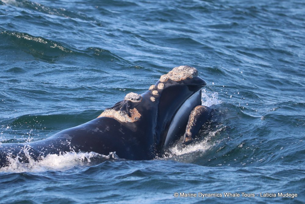 Southern right whale, whale watching, gansbaai, south africa,