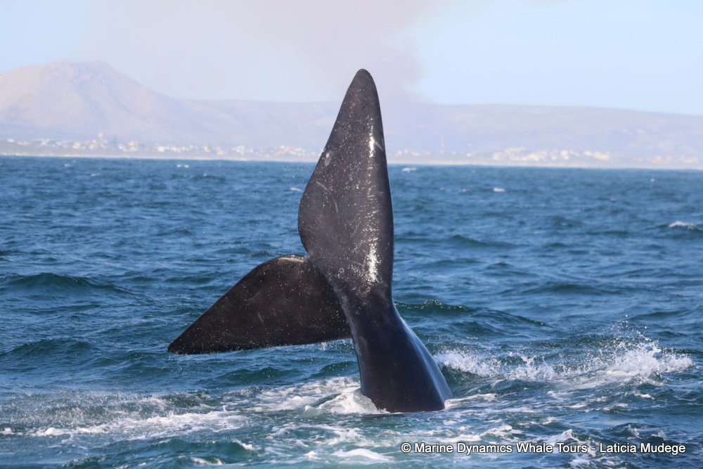 Southern right whale, whale watching, gansbaai, south africa,