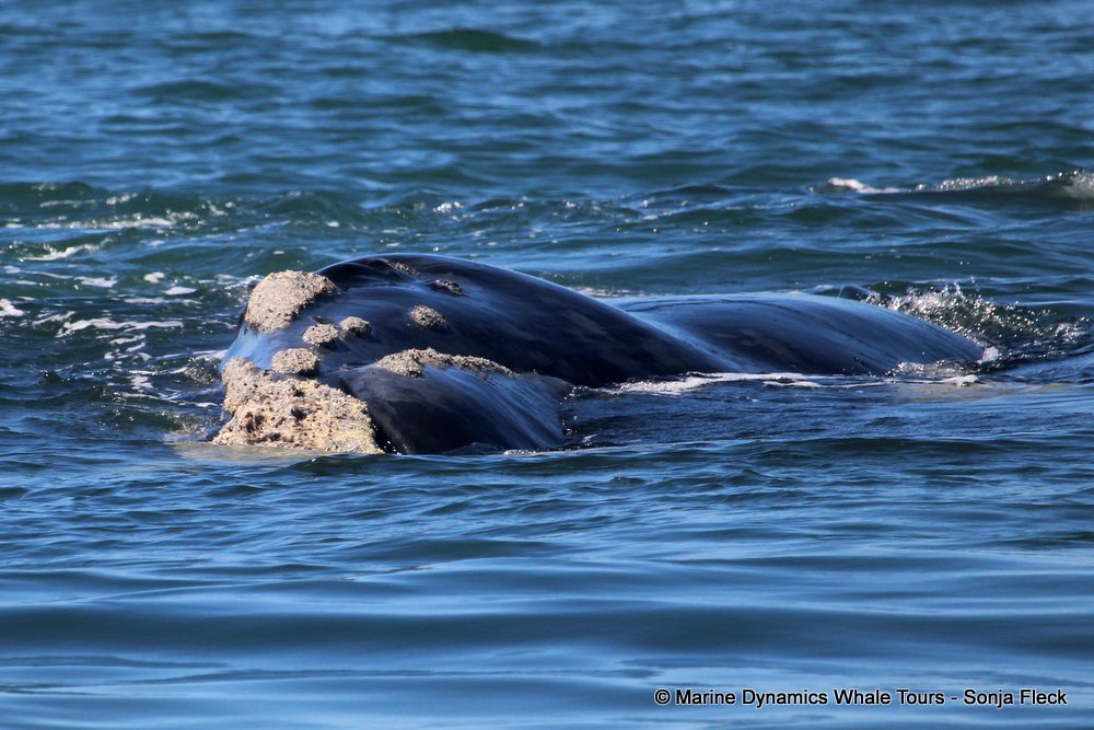 Southern right whale, whale watching, gansbaai, south africa,