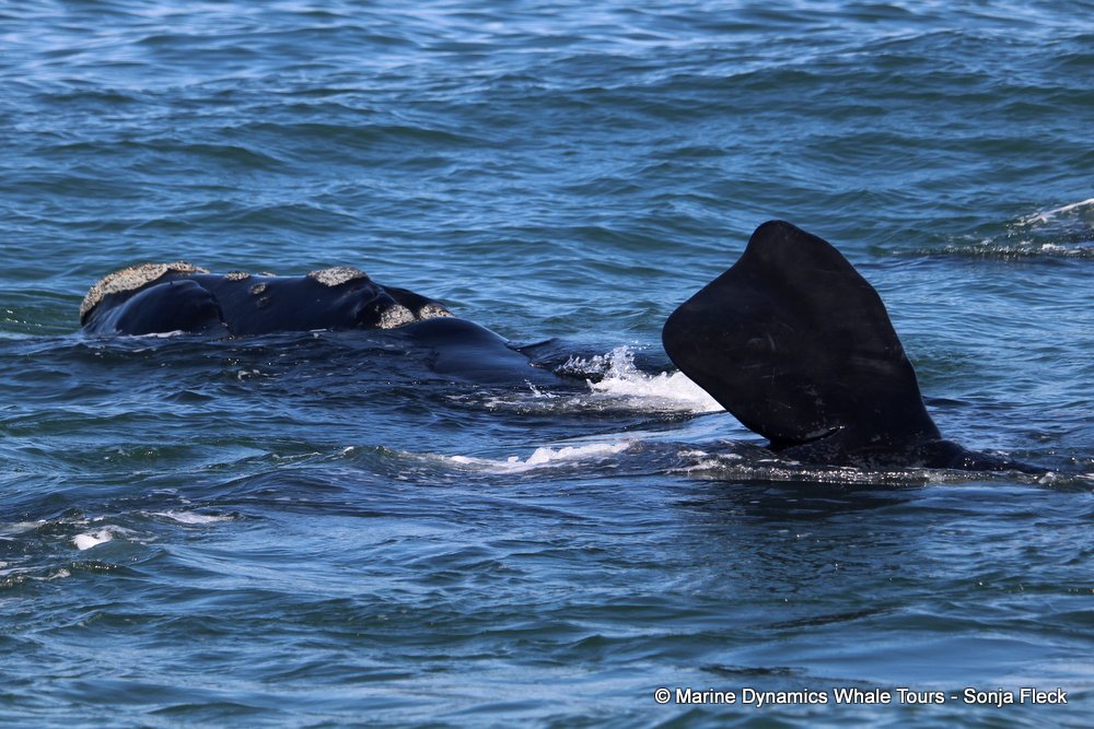 Southern right whale, whale watching, gansbaai, south africa,