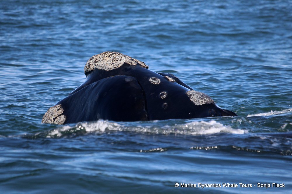 Southern right whale, whale watching, gansbaai, south africa,