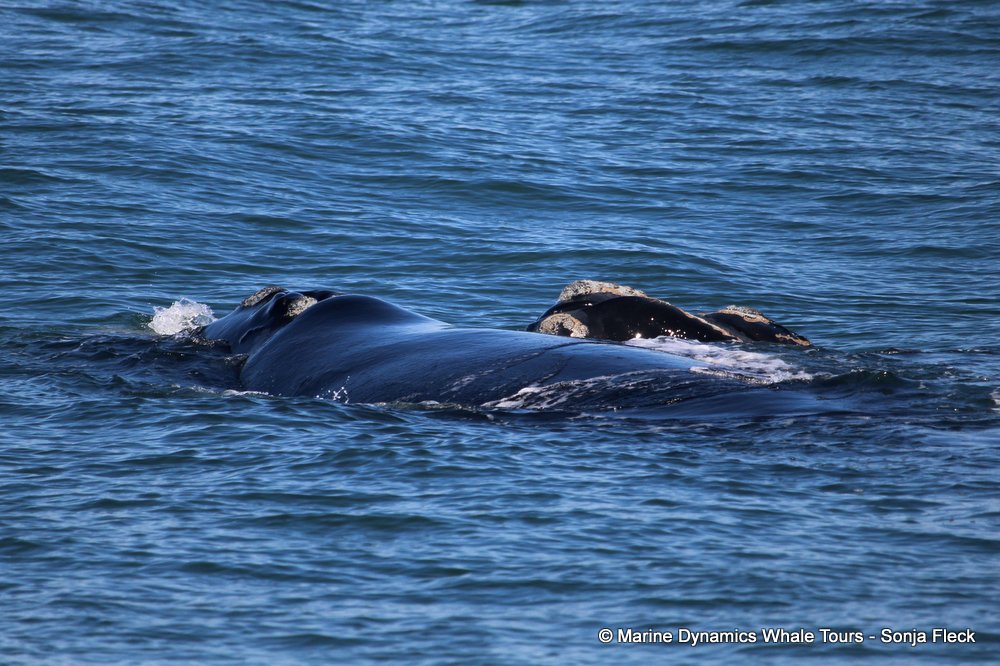 Southern right whale, whale watching, gansbaai, south africa,