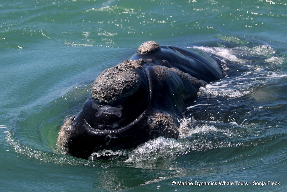 Marine Big 5 Daily Blog 10 October