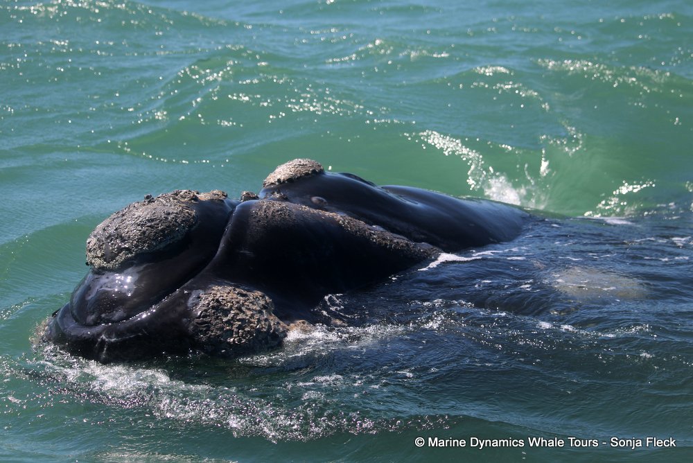 Southern right whale, whale watching, gansbaai, south africa,