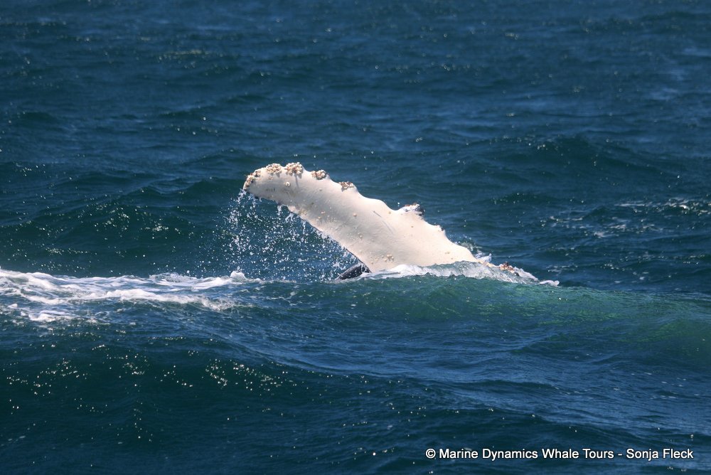 humpback whale, whale watching, gansbaai, south africa