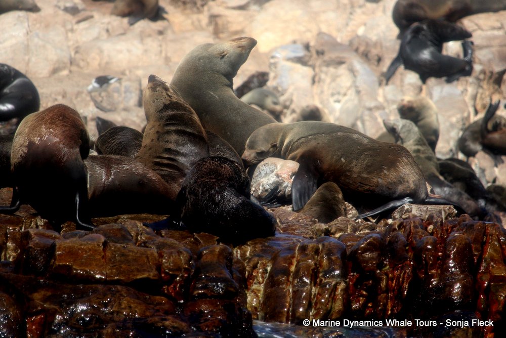 cape fur seal, whale watching, gansbaai, south africa